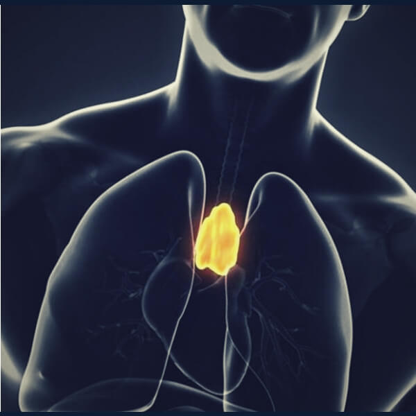 163 Facts about the Human Endocrine System | Thymus (Thymus gland)