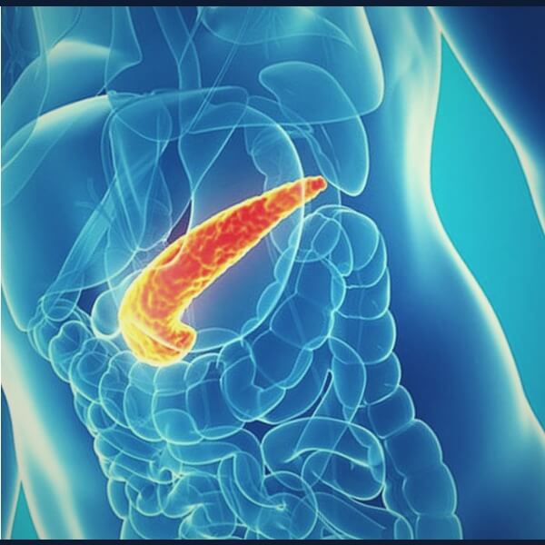 163 Facts about the Human Endocrine System | Pancreas